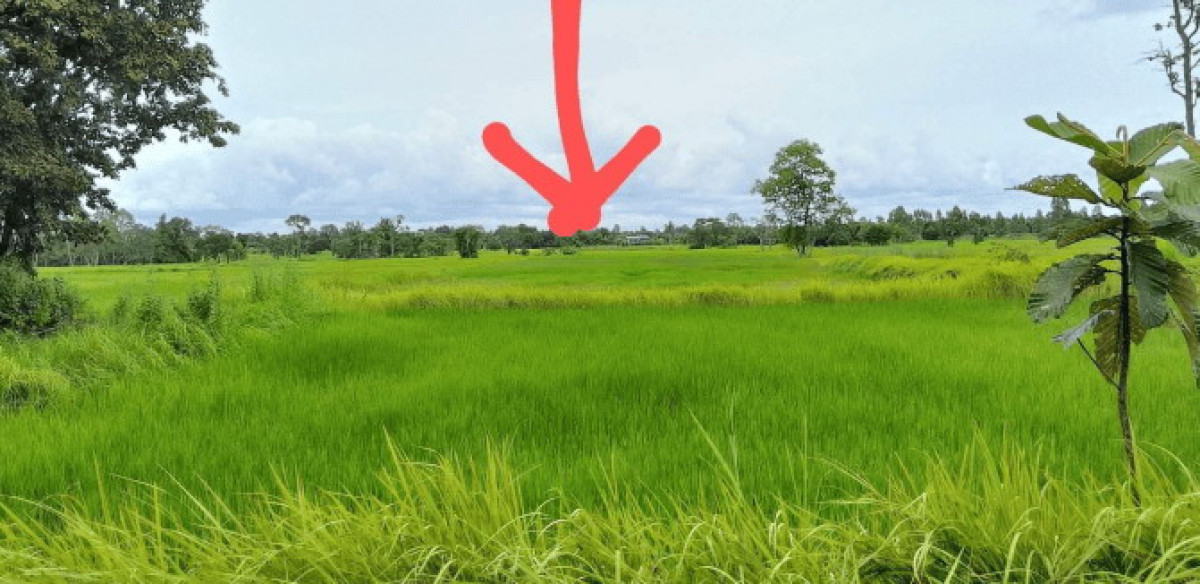 ที่ดินเปล่า อุบลราชธานี พิบูลมังสาหาร โนนกลาง 1321580
