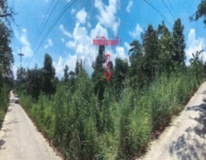 Residential land/lot Narathiwat Sri Sakhon Si Sakhon 1873250