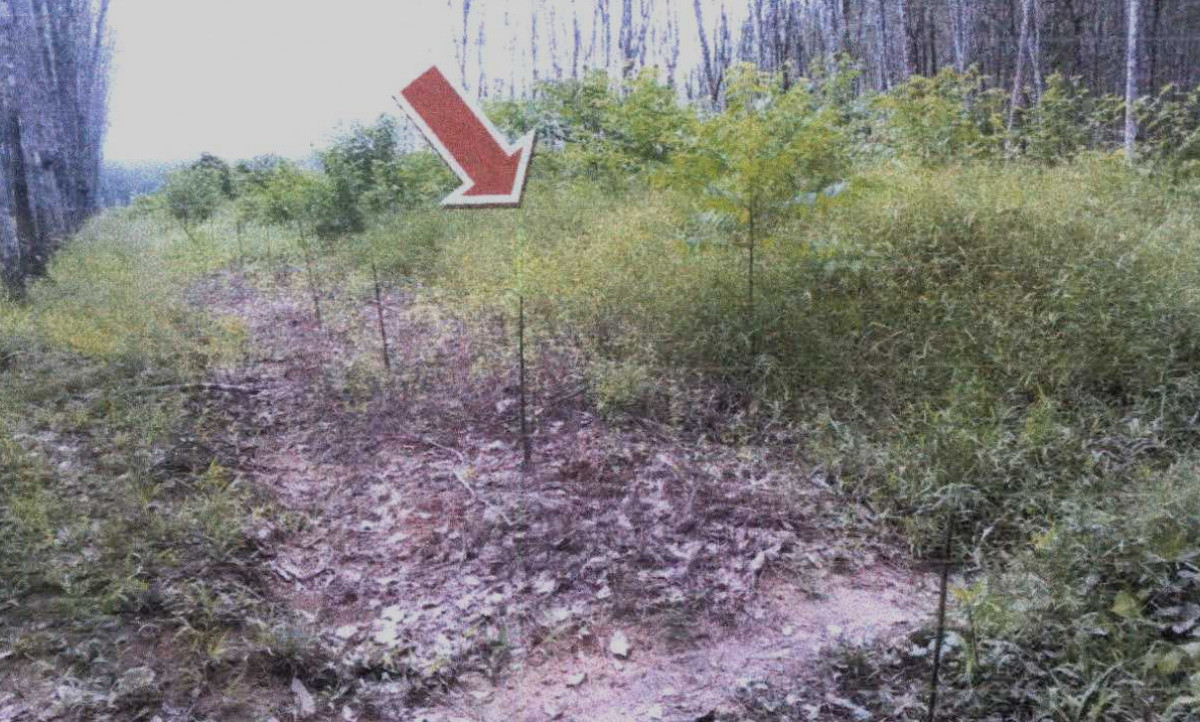 ที่ดินเปล่า ตรัง ปะเหลียน บ้านนา 421875