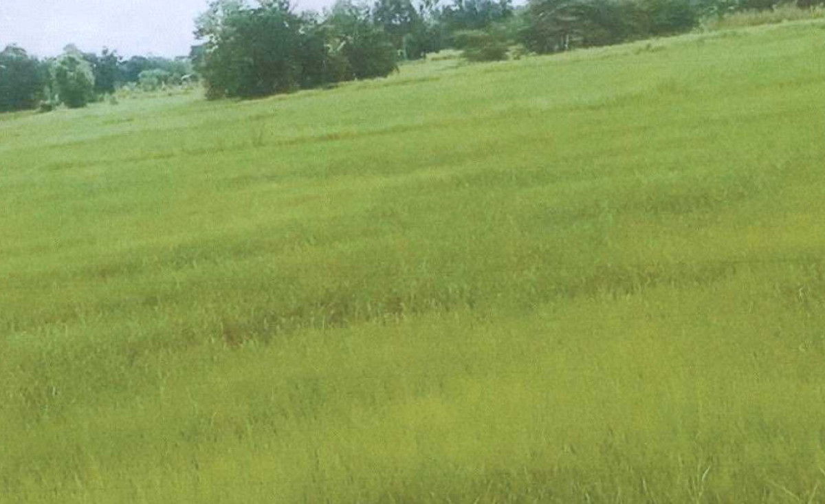 ที่ดินเปล่า กาฬสินธุ์ เมืองกาฬสินธุ์ เชียงเครือ 227500