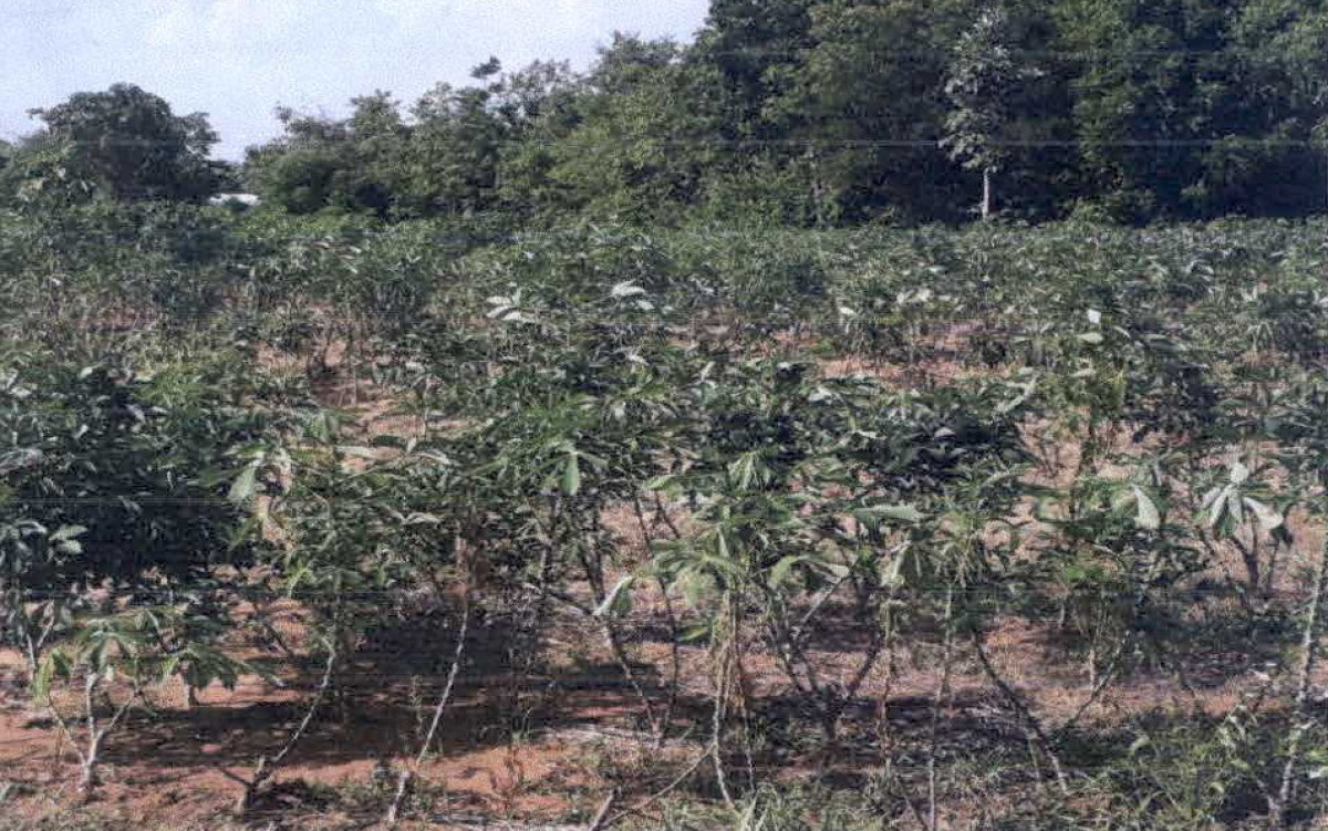 Residential land/lot Chaiyaphum Sap Yai Tako Thong 30100