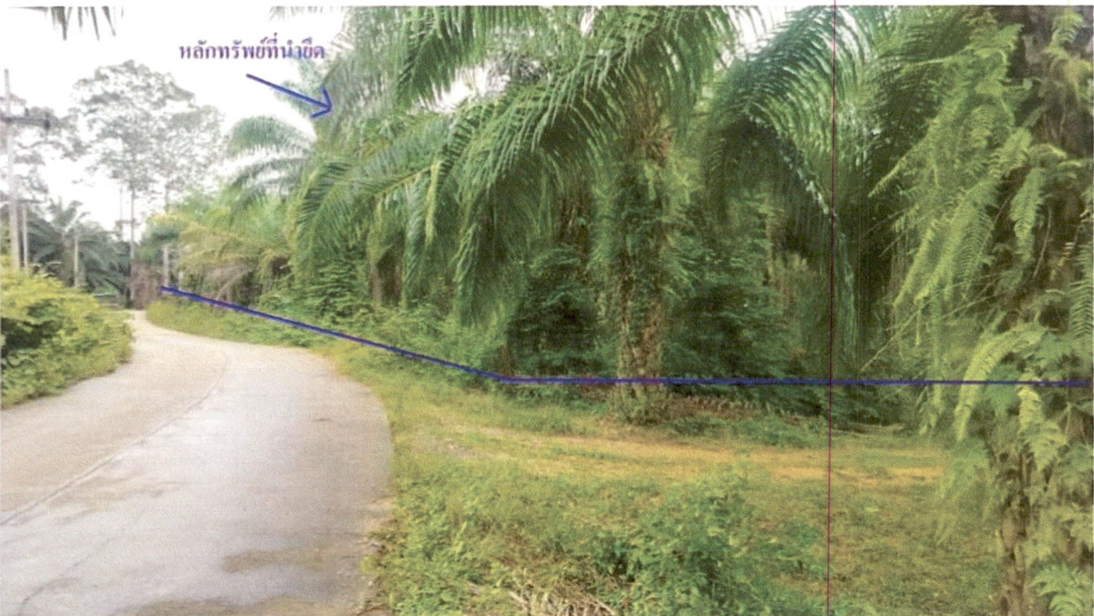 ที่ดินเปล่า สุราษฎร์ธานี คีรีรัฐนิคม ถ้ำสิงขร 2004000