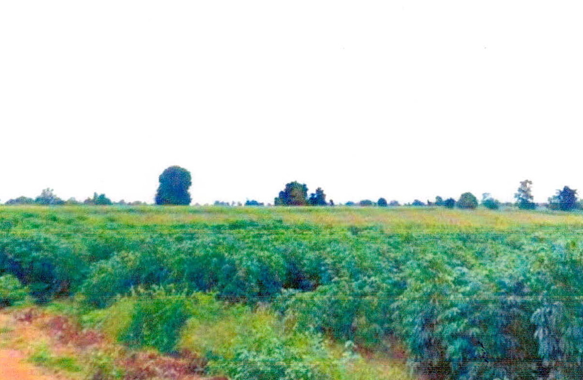 ที่ดินเปล่า ชัยภูมิ ซับใหญ่ ตะโกทอง 360000