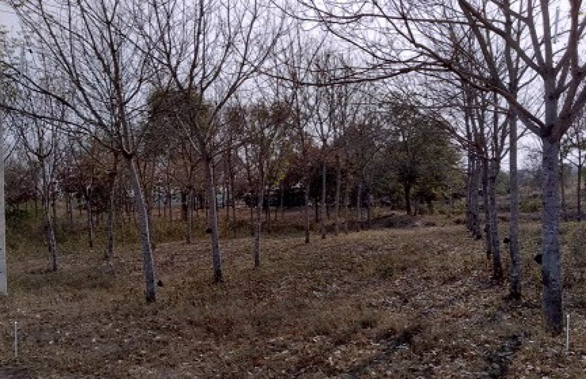 Residential land/lot Sakon Nakhon Phang Khon Ton Phueng 672000