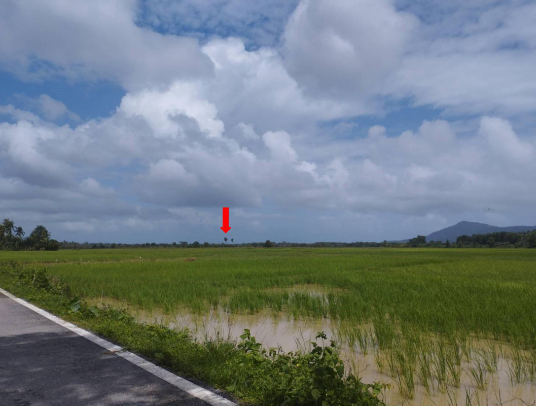 Residential land/lot Pattani Panare Khok Krabue 215800