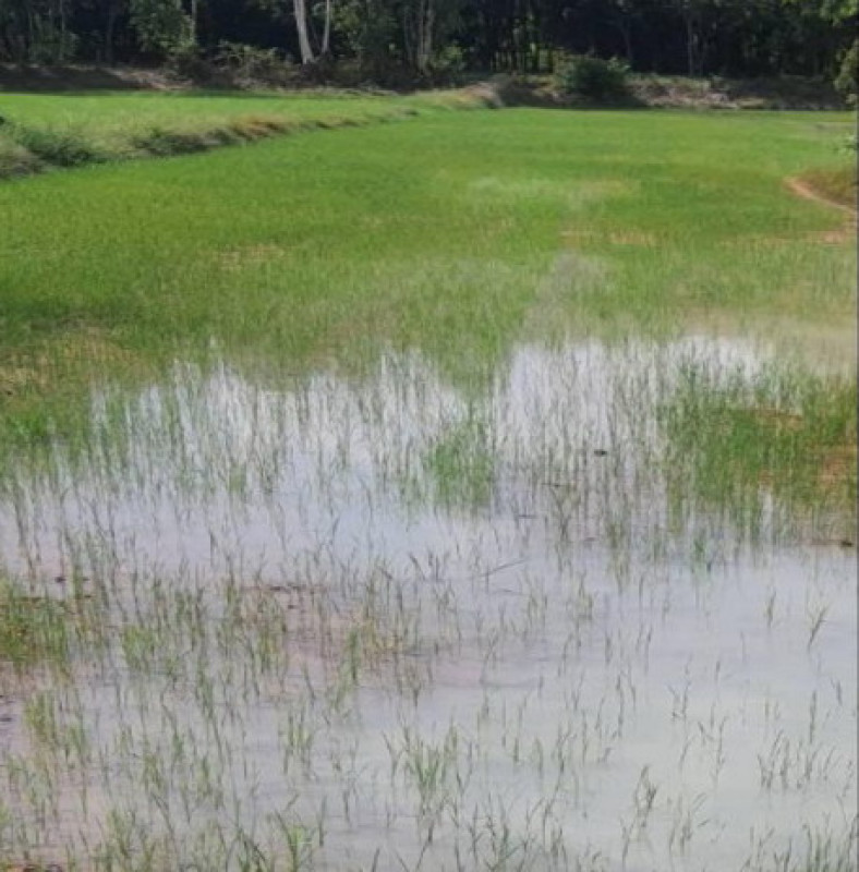 Residential land/lot Kalasin Khong Chai Non Sila 260000
