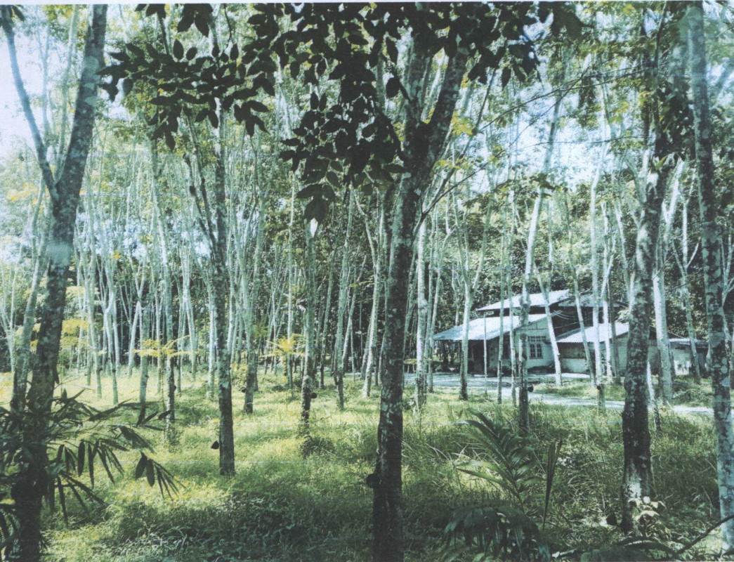 บ้านเดี่ยว นครศรีธรรมราช บางขัน วังหิน 1433440