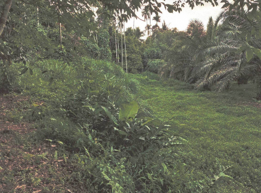 Residential land/lot Nakhon Si Thammarat Phipun Yang Khom 144400
