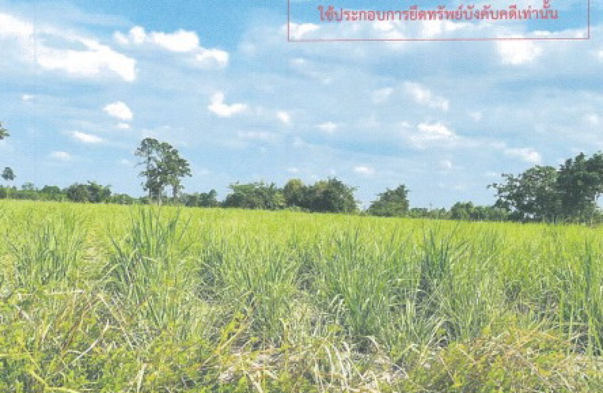 ที่ดินเปล่า กาฬสินธุ์ กุฉินารายณ์ บัวขาว 120000
