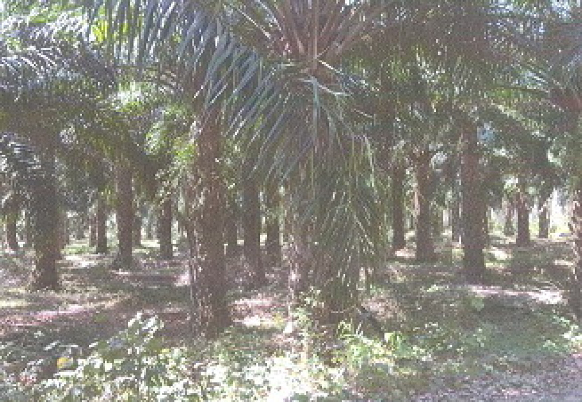 ที่ดินเปล่า ตรัง นาโยง นาหมื่นศรี 1046260