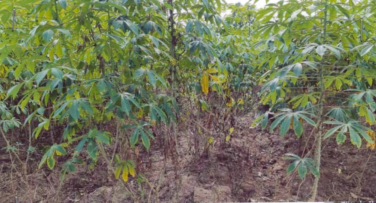 ที่ดินเปล่า หนองบัวลำภู นาวัง นาเหล่า 400500