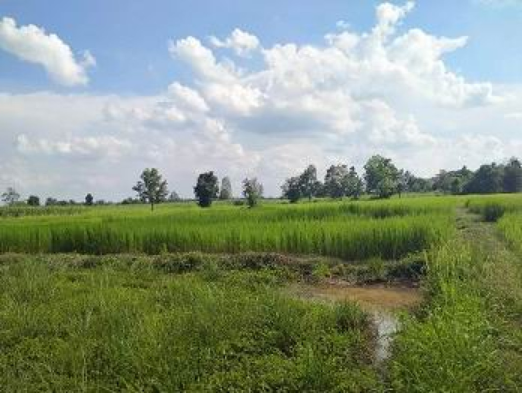 ที่ดินเปล่า หนองบัวลำภู ศรีบุญเรือง โนนสะอาด 220740