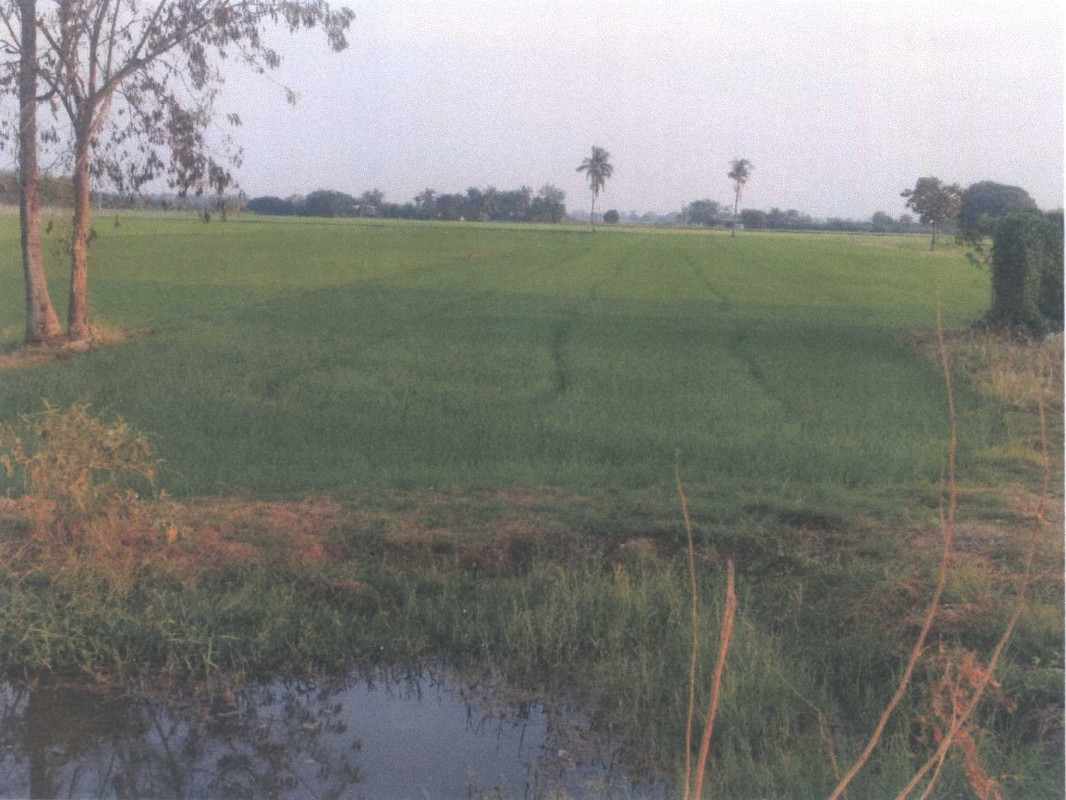 Residential land/lot Suphan Buri Nong Ya Sai Nong Pho 403000