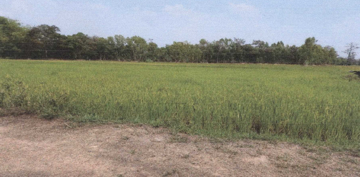 ที่ดินเปล่า สุรินทร์ รัตนบุรี ดอนแรด 94800