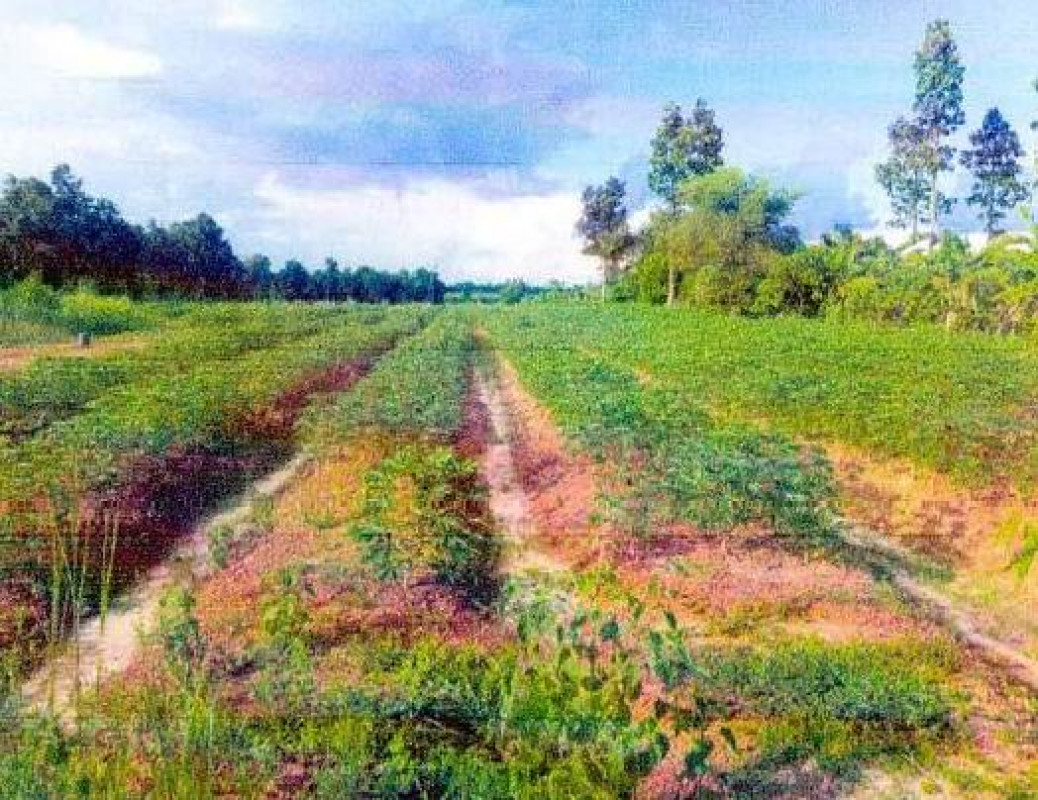 ที่ดินเปล่า อุดรธานี สร้างคอม บ้านหินโงม 1185200