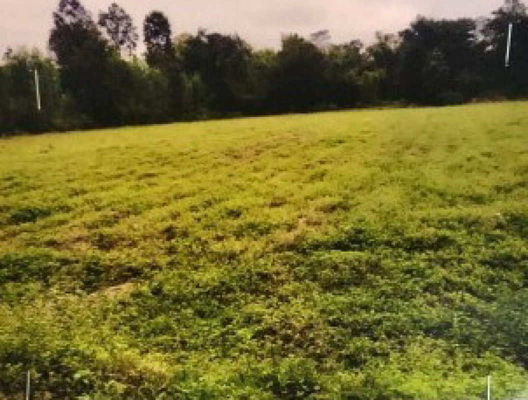 Residential land/lot Maha Sarakham Yang Sisurat Yang Sisurat 240000