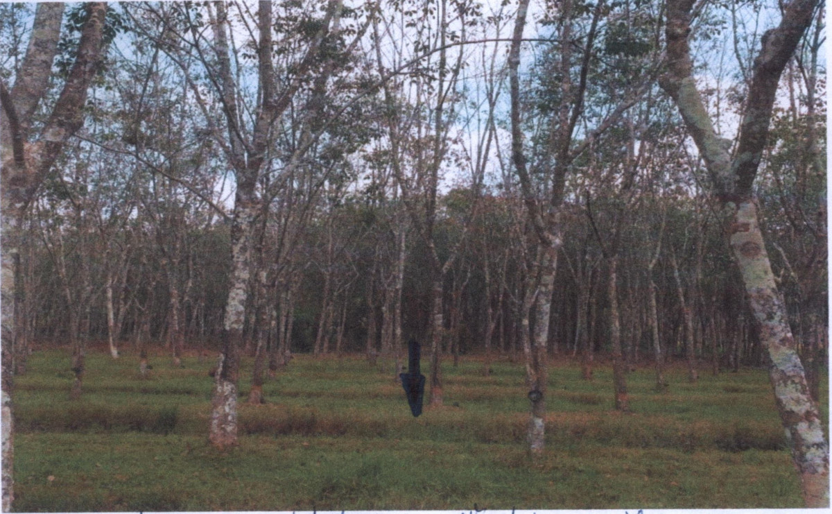 Residential land/lot Phatthalung Khuan Khanun Phanom Wang 218025
