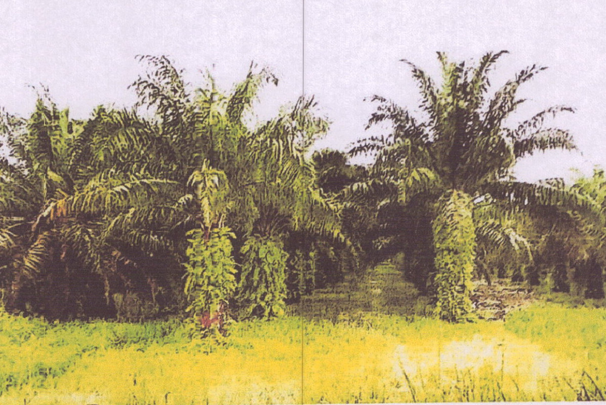 Residential land/lot Phangnga Thai Mueang Lam Phi 957240