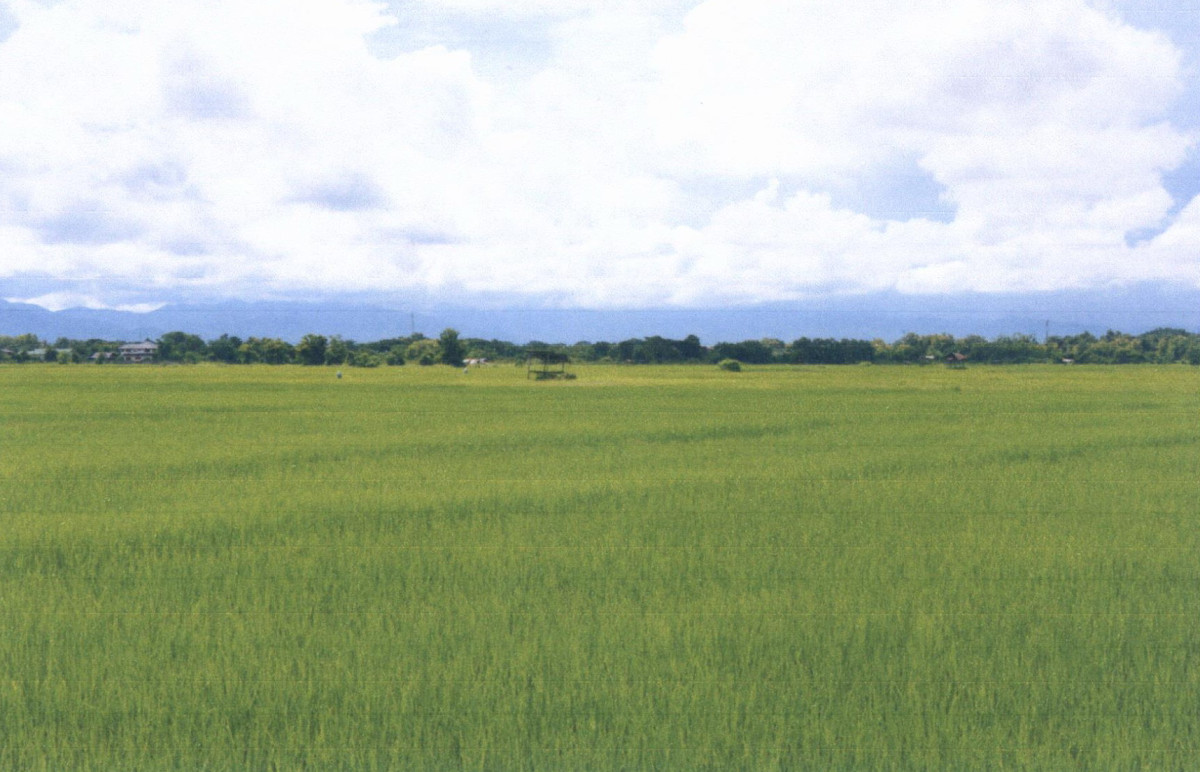 ที่ดินเปล่า แพร่ เมืองแพร่ ทุ่งกวาว 157200