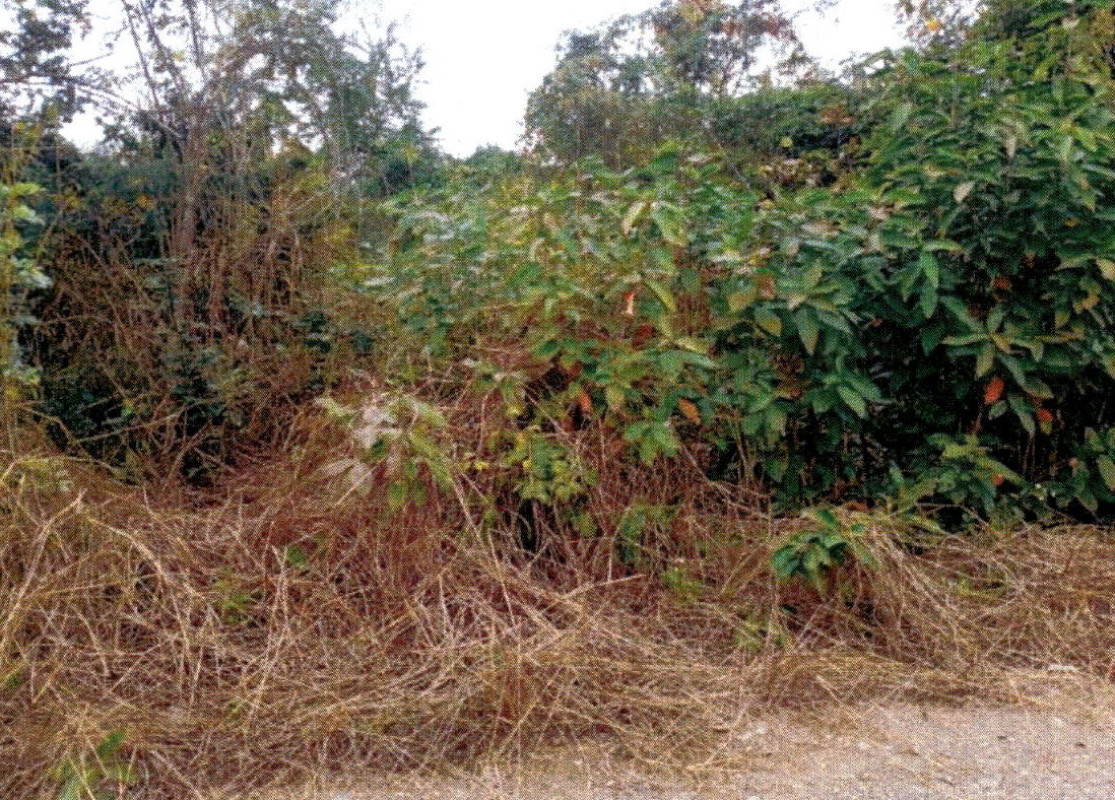 Residential land/lot Lamphun Pa Sang Nakhon Chedi 33950