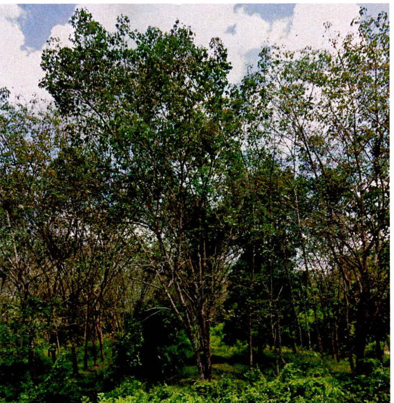 Residential land/lot Yala Raman Tha Thong 46400