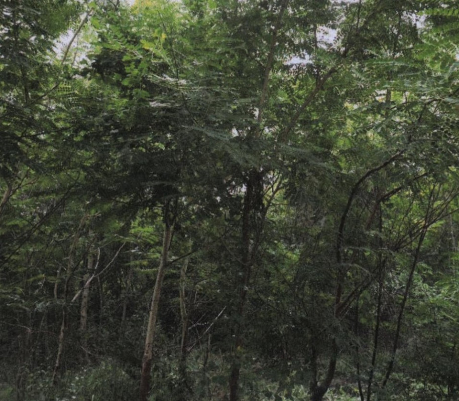 Residential land/lot Loburi Mueang Lop Buri Nikhom Sang Ton-Eng 60000