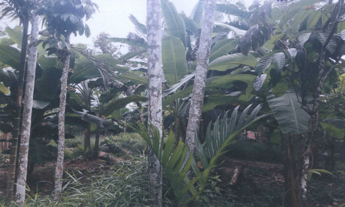 Residential land/lot Yala Bannang Sata Bannang Sata 52020