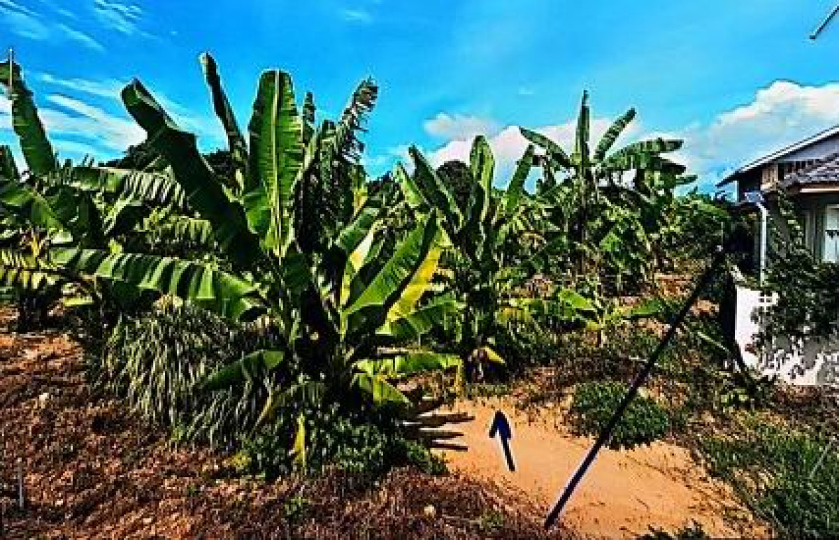 Residential land/lot Chiang Rai Mueang Chiang Rai Pa O Don Chai 894375