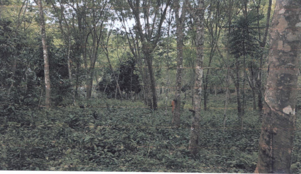 Residential land/lot Yala Raman Kayu Boko 146367