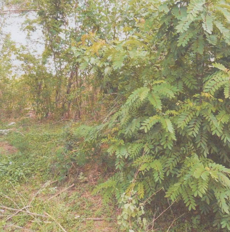Residential land/lot Uttaradit Mueang Uttaradit Tha Sao 56000