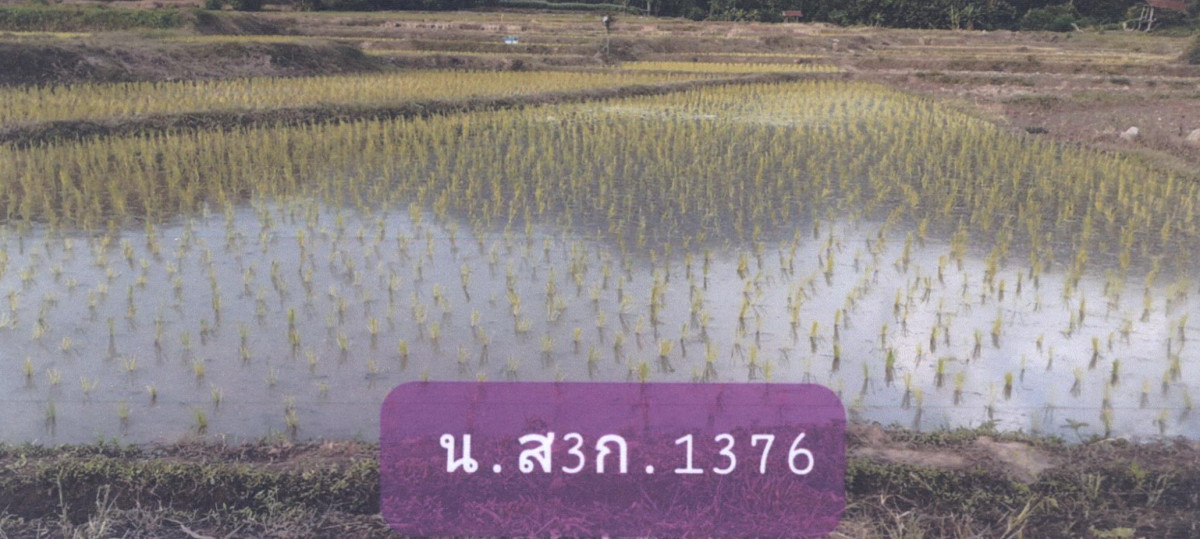 ที่ดินเปล่า แพร่ สอง สะเอียบ 27700