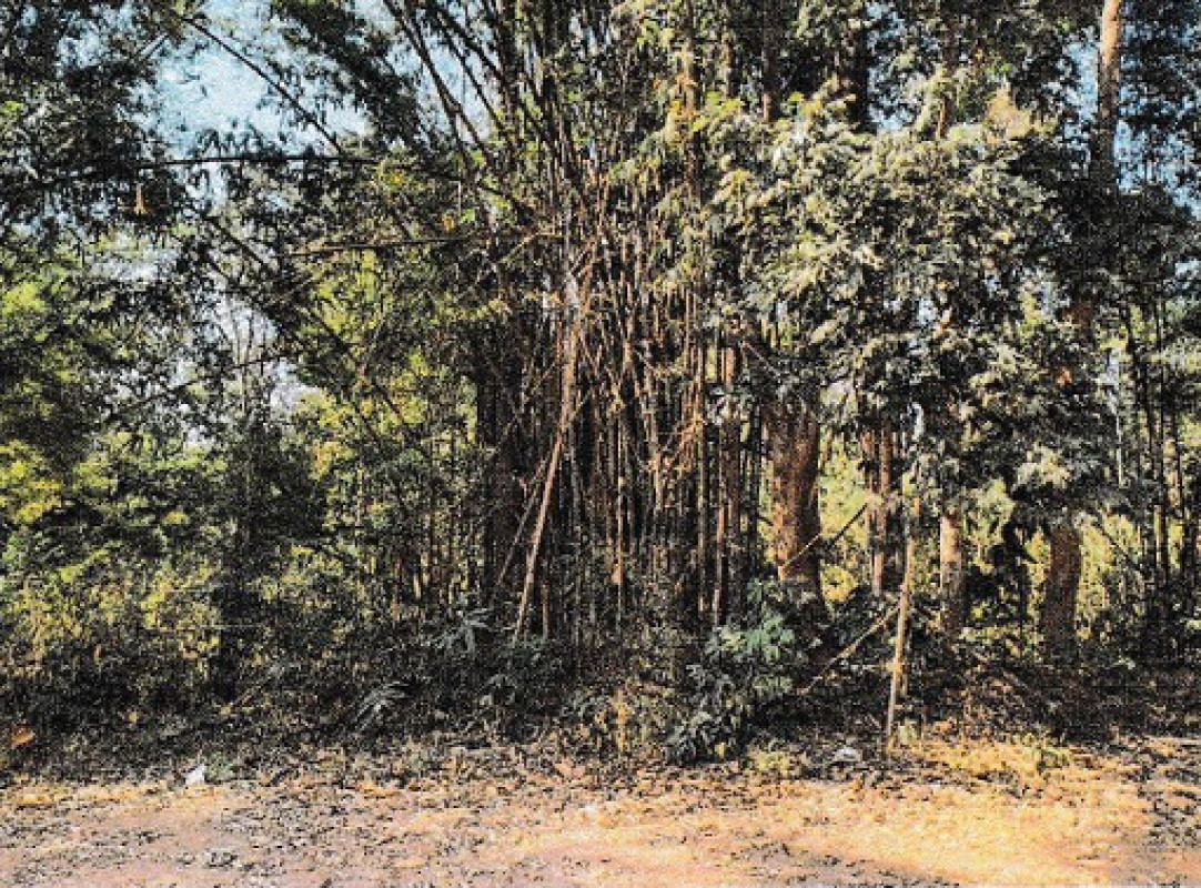 Residential land/lot Chiang Rai Mueang Chiang Rai Doi Lan 312000