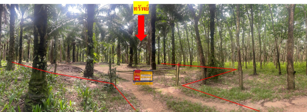 ที่ดินเปล่า ที่ดินเปล่า (สวนปาล์มน้ำมัน) ตรัง ตรัง สิเกา กะลาเส 4697000