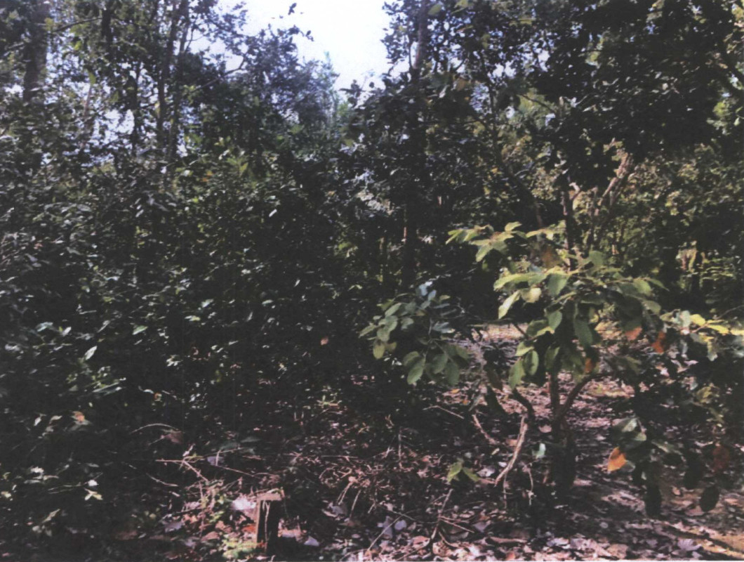 Residential land/lot Nakhon Phanom Tha Uthen Chai Buri 18000