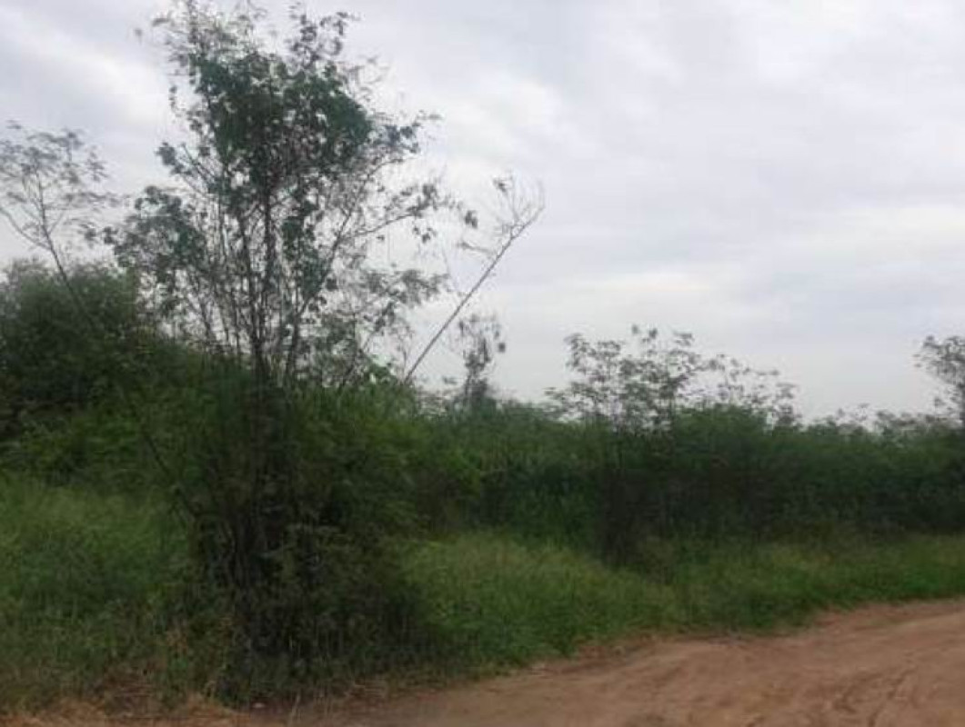 Residential land/lot Chiang Mai Doi Lo Yang Khram 204000