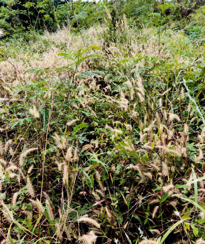 Residential land/lot Surat Thani Mueang Surat Thani Makham Tia 1600000