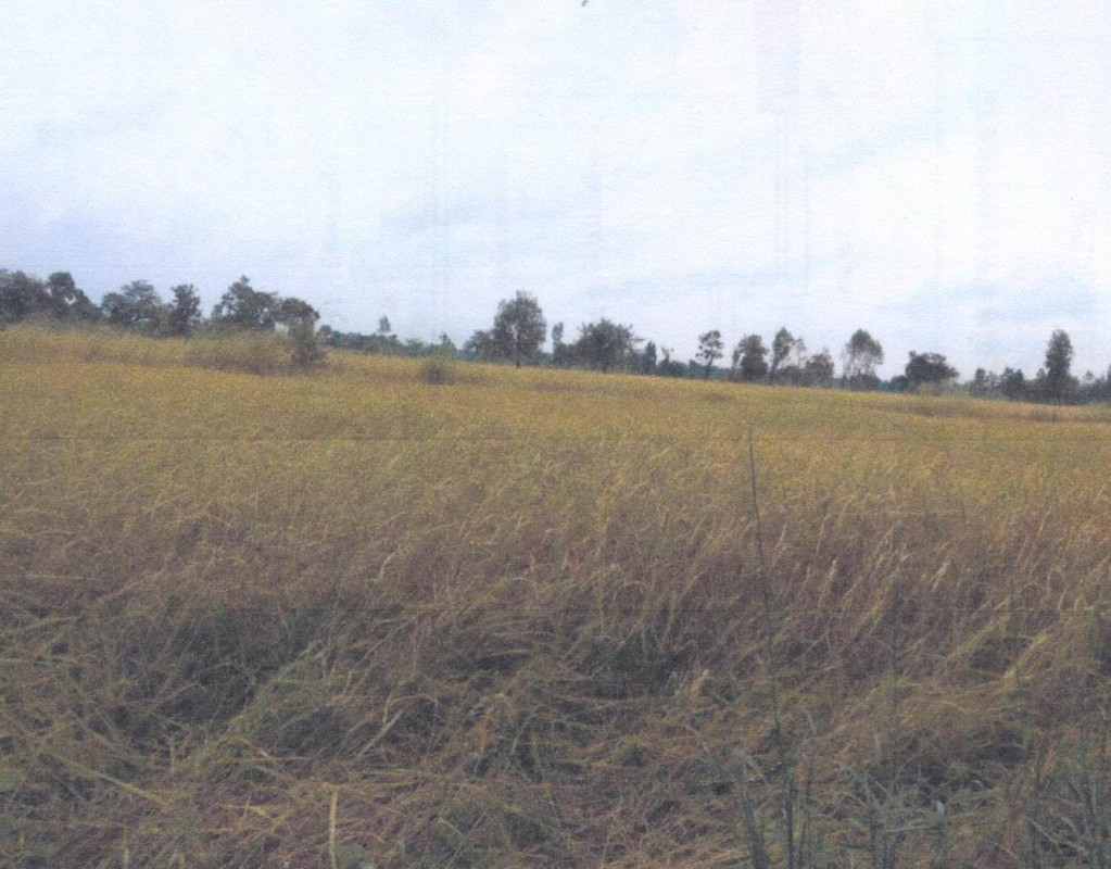 ที่ดินเปล่า อุบลราชธานี ศรีเมืองใหม่ นาคำ 323000