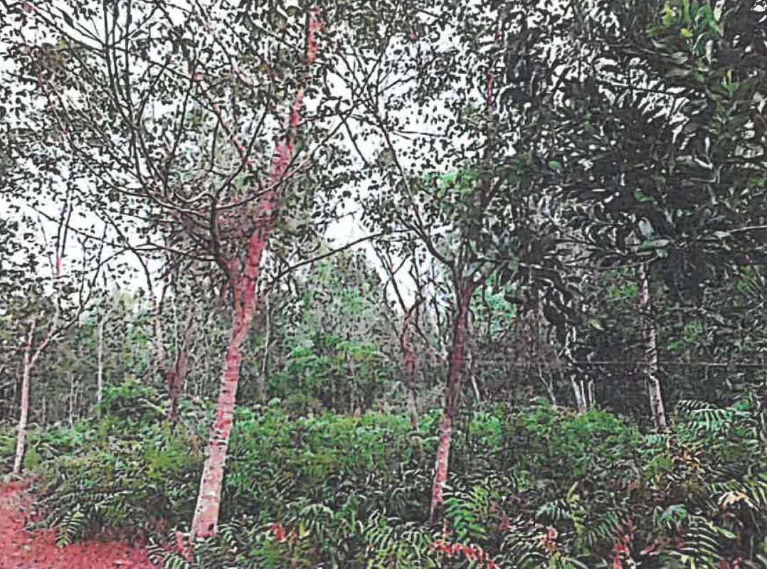 Residential land/lot Pattani Sai Buri Buere 116600