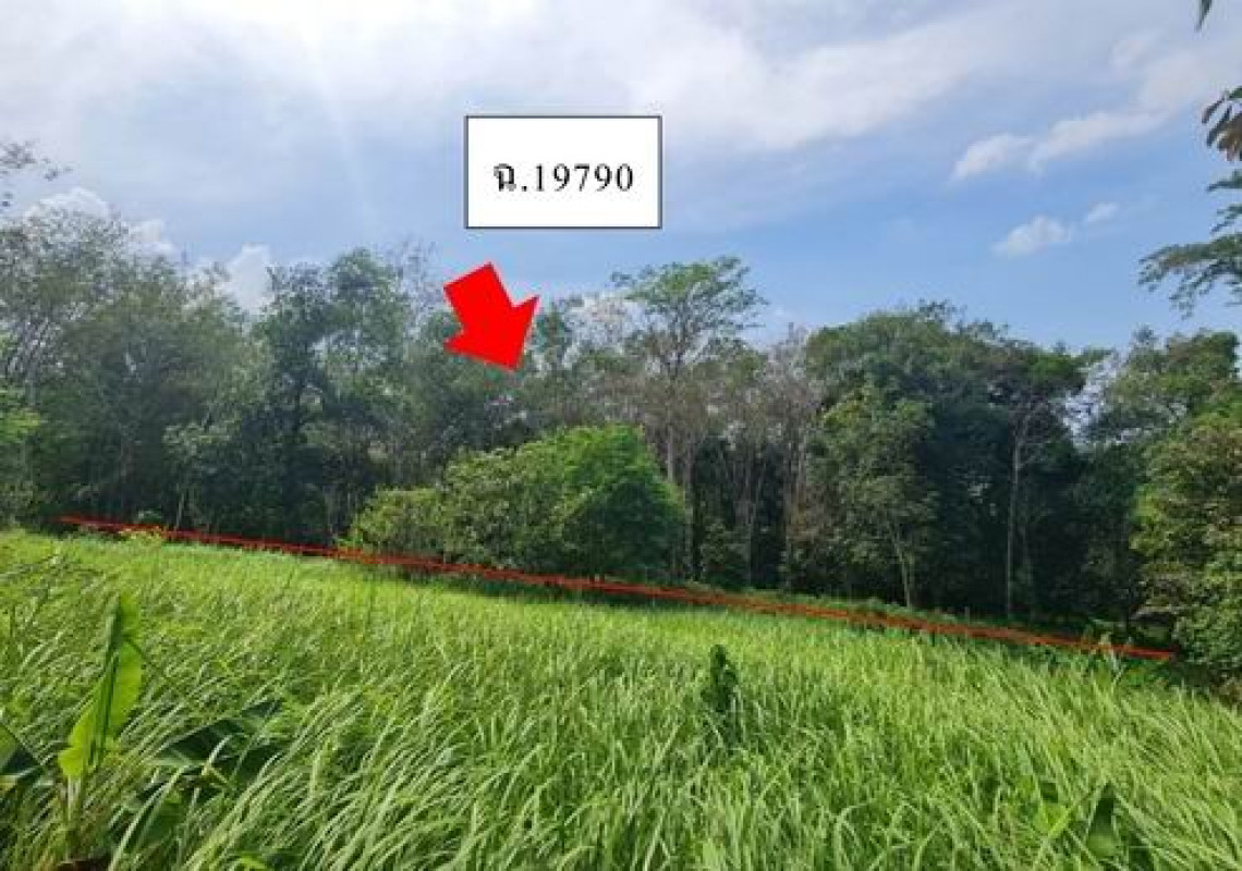 ที่ดินเปล่า ภูเก็ต กะทู้ ป่าตอง 1172760