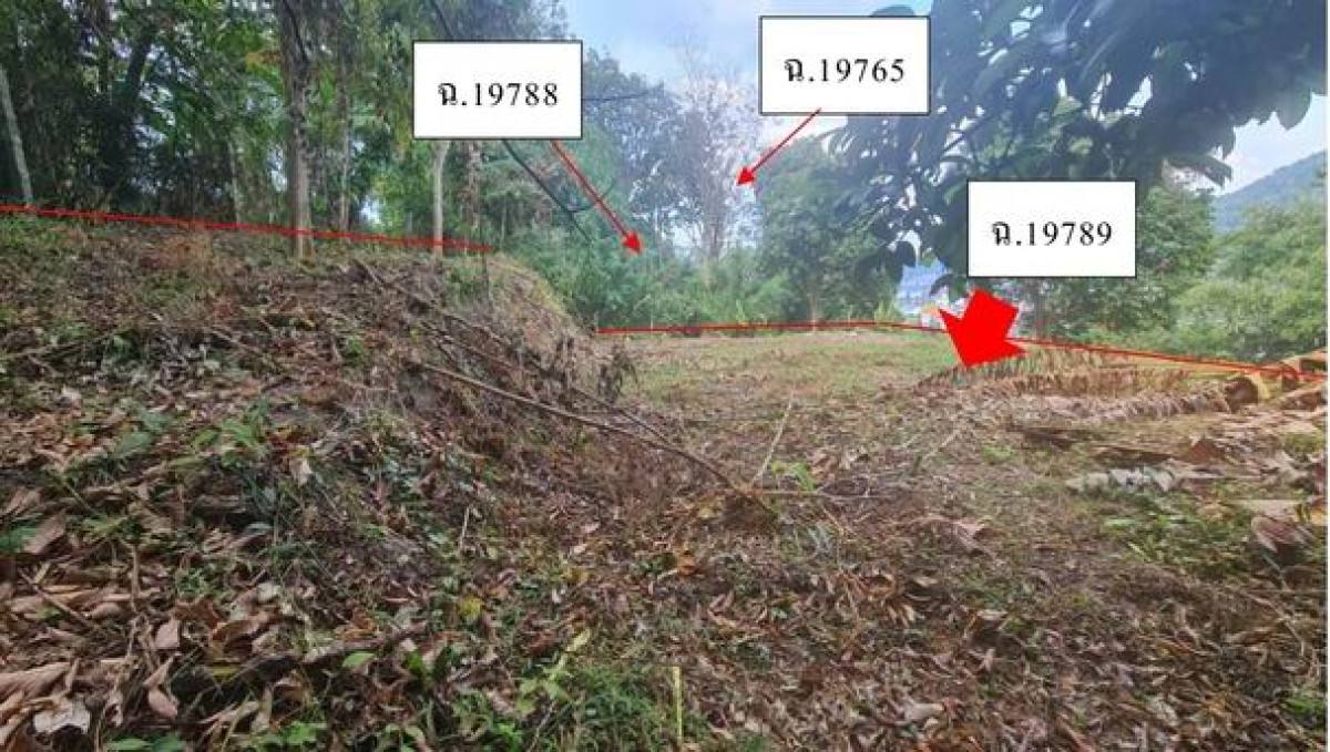 ที่ดินเปล่า ภูเก็ต กะทู้ ป่าตอง 204160