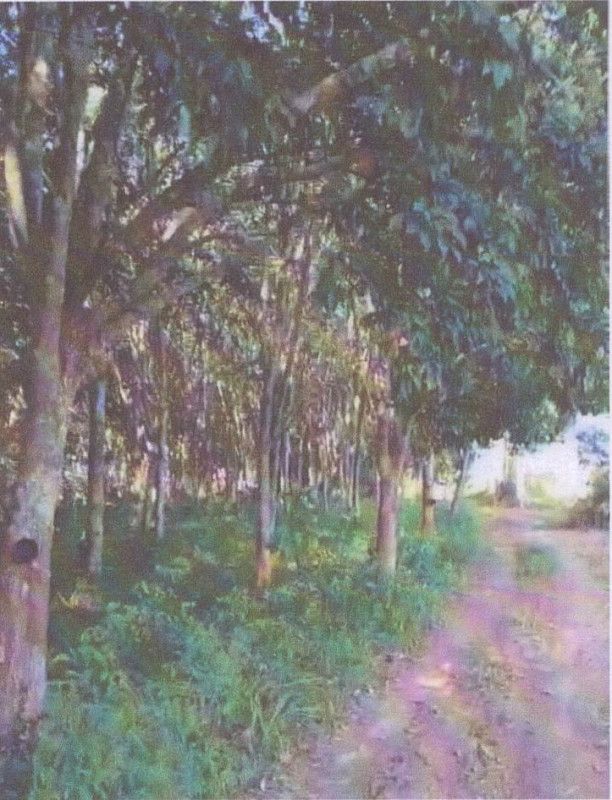 ที่ดินเปล่า เชียงราย เวียงเชียงรุ้ง ทุ่งก่อ 680823
