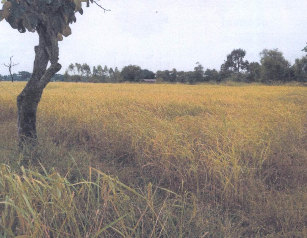 Residential land/lot Ubon Ratchathani Si Mueang Mai Na Kham 242600