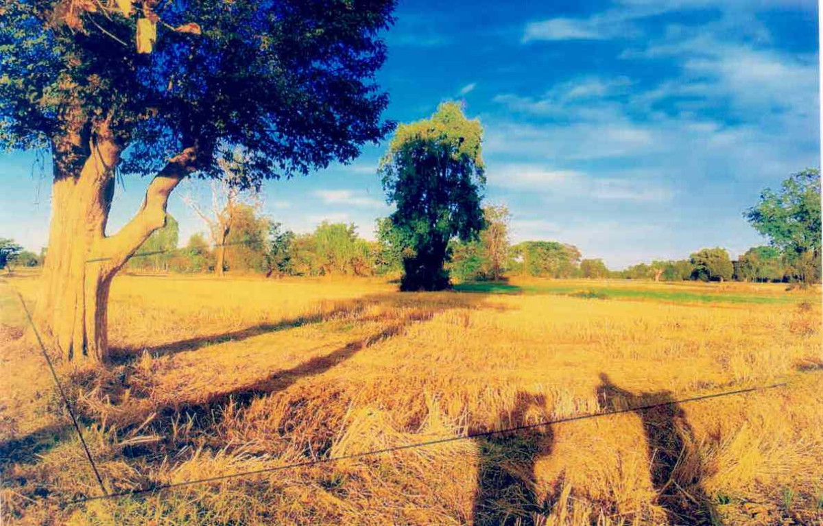 ที่ดินเปล่า ศรีสะเกษ อุทุมพรพิสัย หนองห้าง 943189