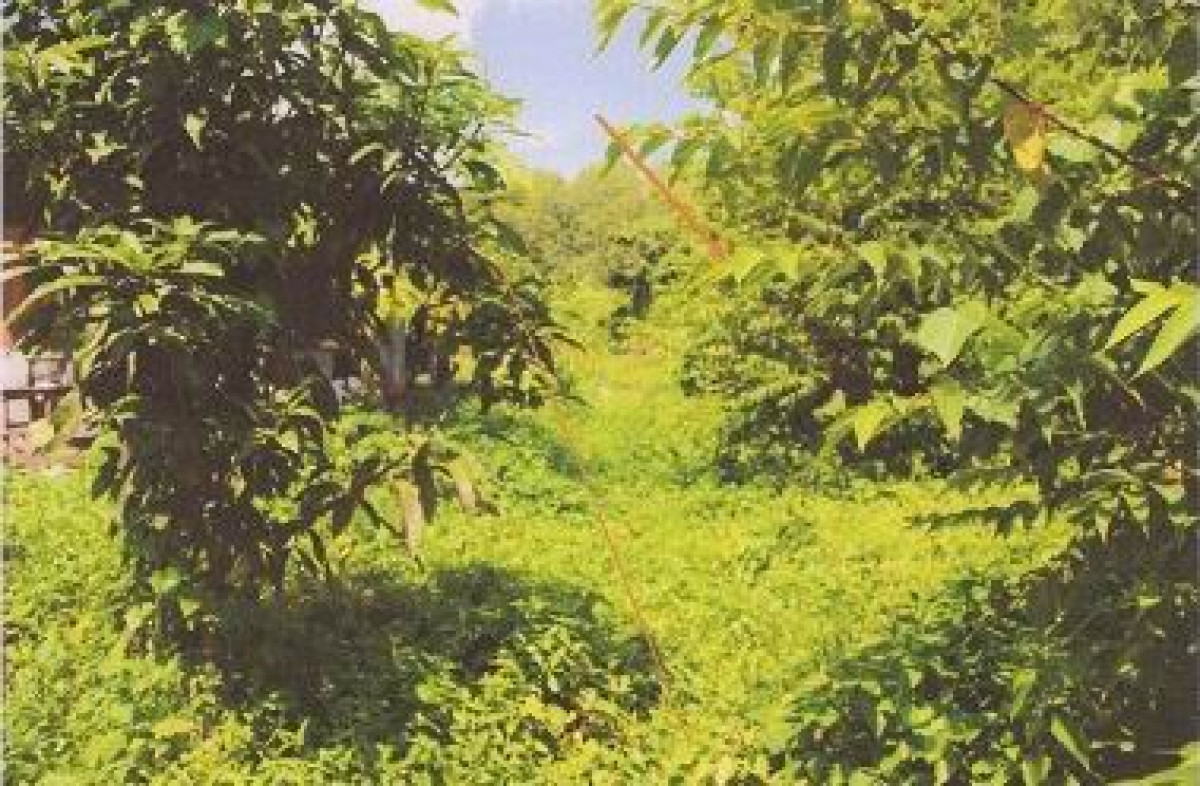 ที่ดินเปล่า ตรัง วังวิเศษ วังมะปราง 75820