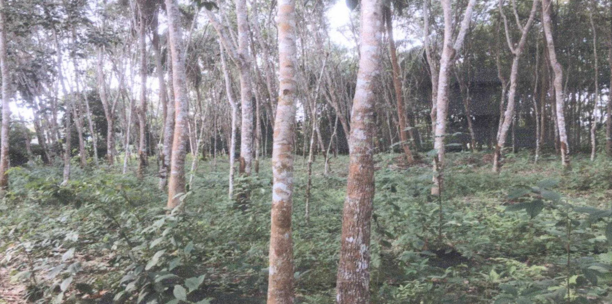 Residential land/lot Surat Thani Phanom Khlong Cha-Un 742550