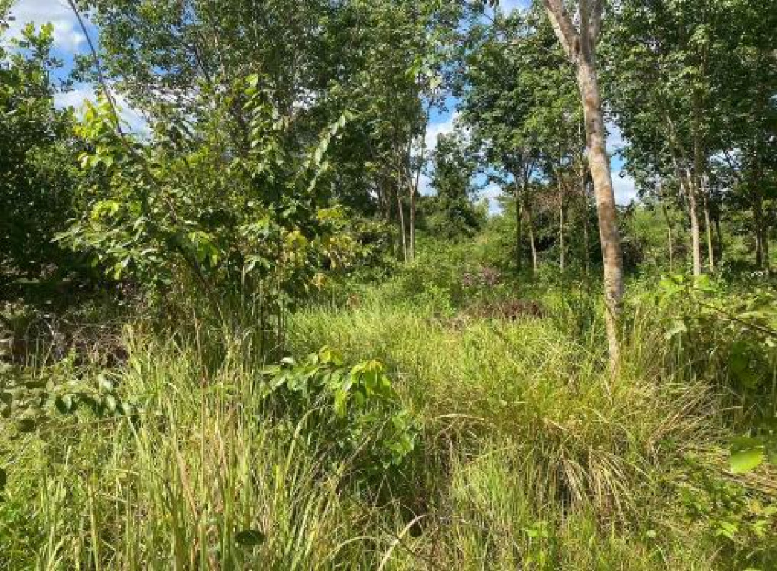 Residential land/lot Ubon Ratchathani Don Mot Daeng Tha Mueang 105600
