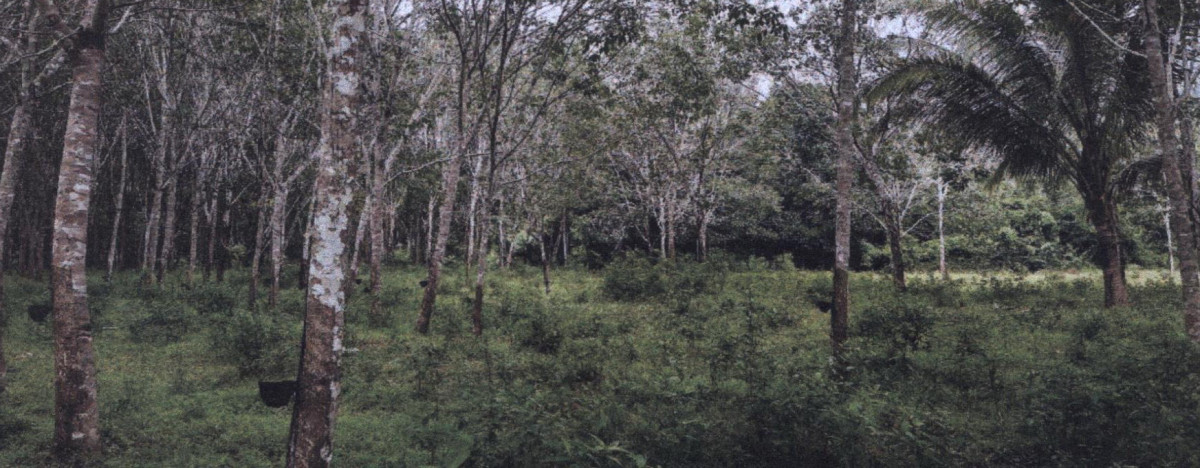 Residential land/lot Yala Kabang Kabang 418000