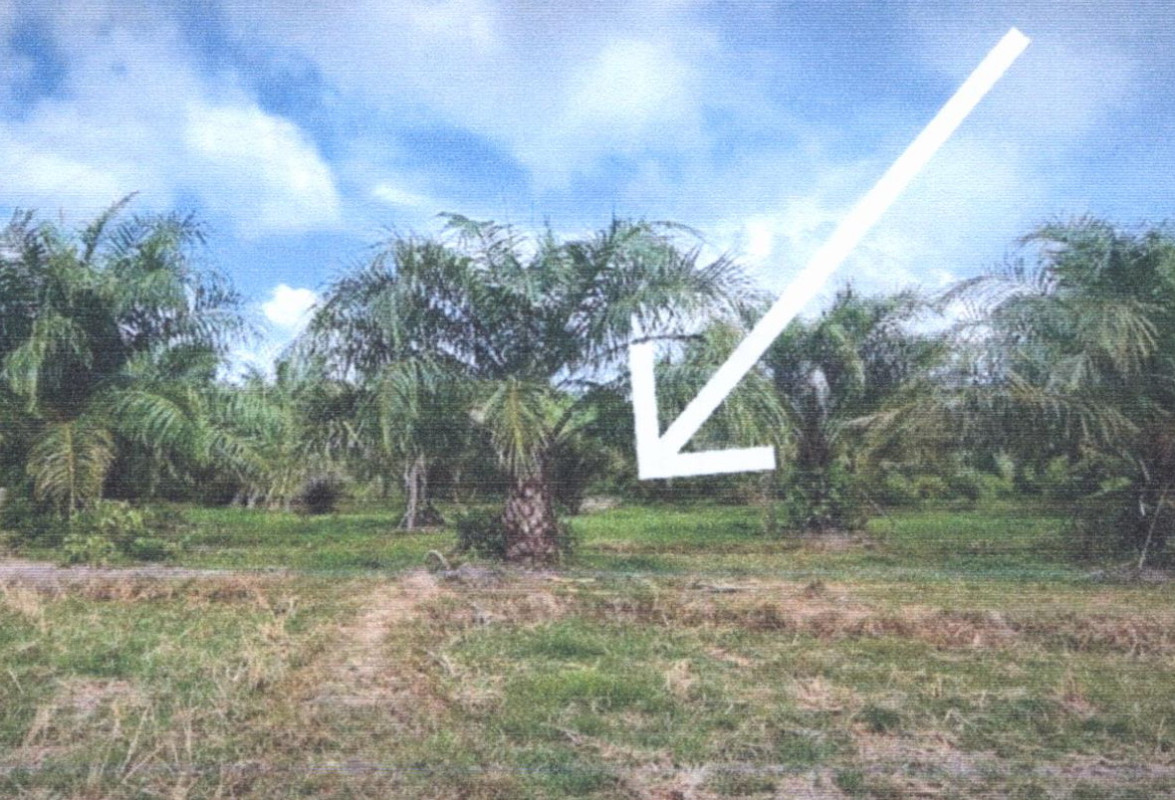 Residential land/lot Songkhla Thepha Tha Muang 31340