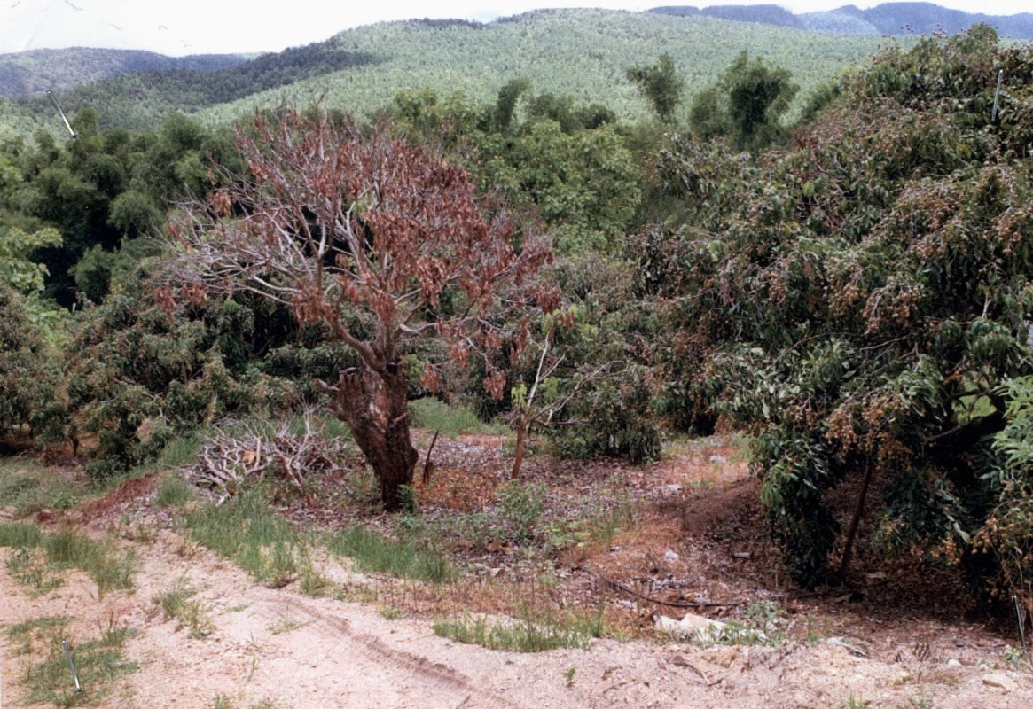Residential land/lot Chiang Mai Chom Thong Doi Kaeo 223550