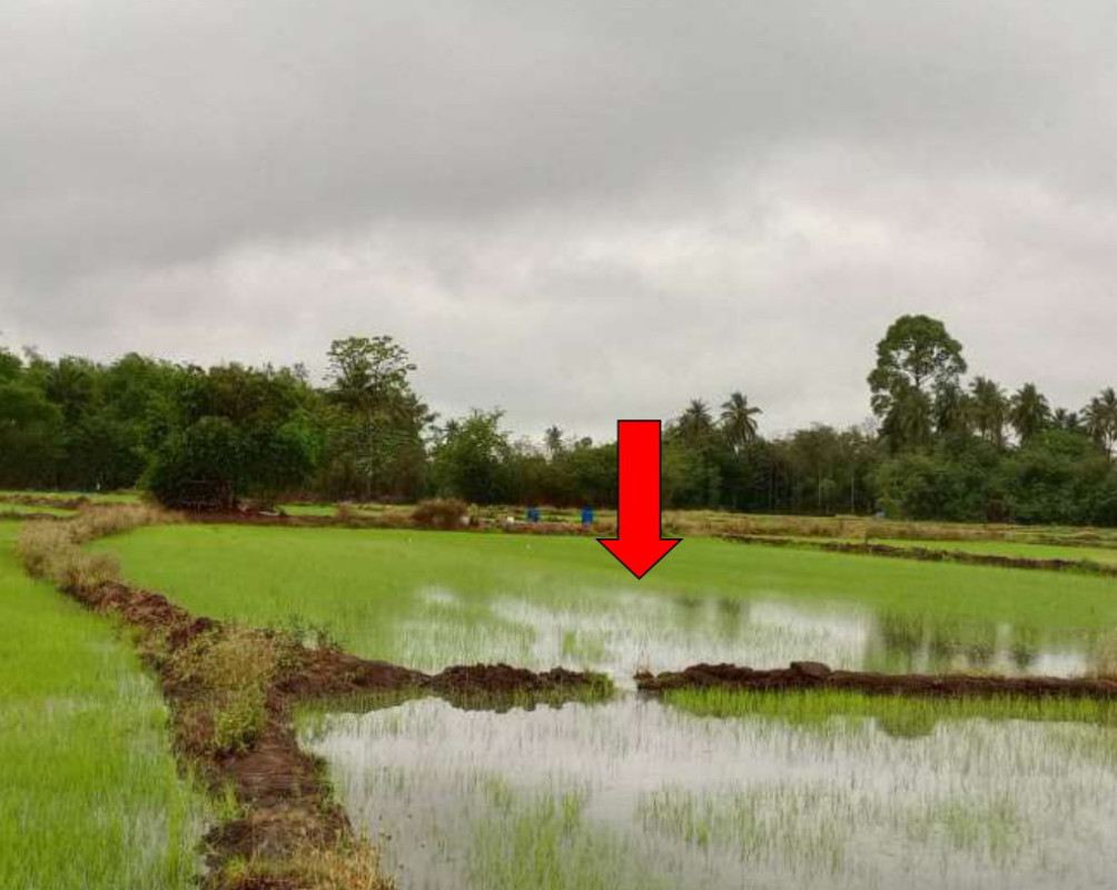 Residential land/lot Nakhon Ratchasima Sikhio Mittraphap 227232
